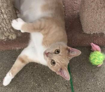 Chiffon -  Domestic Short Hair Cat for Adoption in Somerset, Kentucky - Chiffon | PetCurious