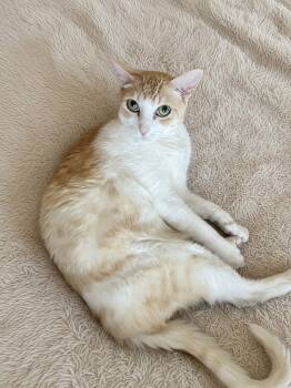 A Senior Companion -  Tabby Cat for Adoption in Buena Park, California - A Senior Companion | PetCurious