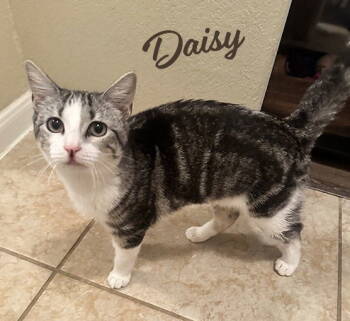 Rescue Tabby and Domestic Short Hair Cats for Adoption in Houston, Texas - Daisy #bonded-to-Domino | PetCurious