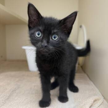 Misty -  Domestic Short Hair Cat for Adoption in Bradenton, Florida - Misty | PetCurious