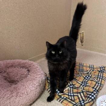 Scallywag -  Domestic Long Hair Cat for Adoption in Pekin, Illinois - Scallywag | PetCurious