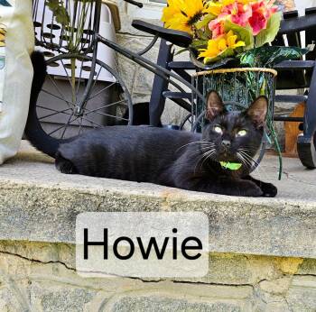 Howie -  American Shorthair Cat for Adoption in Raleigh, North Carolina - Howie | PetCurious