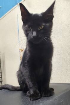 Rescue Domestic Long Hair Cats for Adoption in Ellijay, Georgia - Pepper | PetCurious