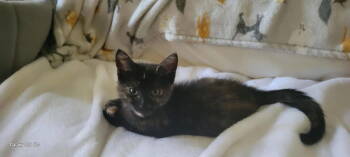 Rescue American Shorthair Cats for Adoption in Roanoke, Alabama - Shelly | PetCurious