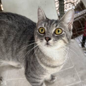 Domestic Short Hair Cats Available for Adoption in Homestead, Florida - Gray Mist & Silky Stockings  | PetCurious