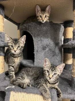 Cheeto -  Domestic Short Hair Cat for Adoption in Atlanta, Georgia - Cheeto | PetCurious