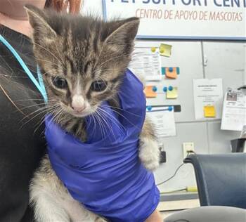 Domestic Short Hair Cats Available for Adoption in Dallas, Texas - CAPTAIN MARVEL | PetCurious