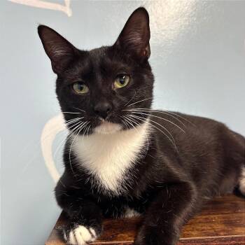 Trader Joe -  Domestic Short Hair Cat for Adoption in Fort Lauderdale, Florida - Trader Joe | PetCurious