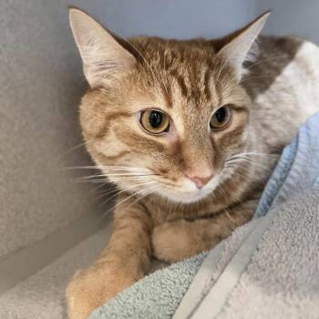 Chester -  Domestic Short Hair Cat for Adoption in Pittsburgh, Pennsylvania - Chester | PetCurious