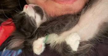 Two Tone -  Domestic Short Hair Cat for Adoption in Tampa, Florida - Two Tone | PetCurious