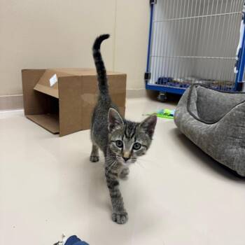 Bubbles -  Domestic Short Hair Cat for Adoption in Mebane, North Carolina - Bubbles | PetCurious