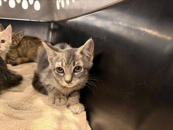 A1268699 -  Domestic Short Hair Cat for Adoption in Charlotte, North Carolina - A1268699 | PetCurious