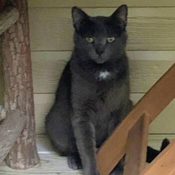 Russian Blue and Domestic Short Hair Cats Available for Adoption in Brownsboro, Alabama - Mama Blue | PetCurious