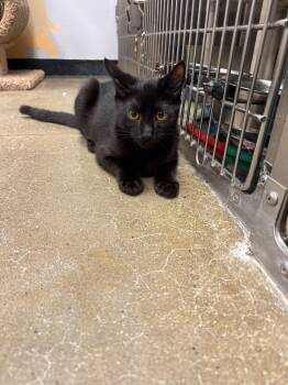 Billy Joel -  Domestic Short Hair Cat for Adoption in Maple Shade, New Jersey - Billy Joel | PetCurious