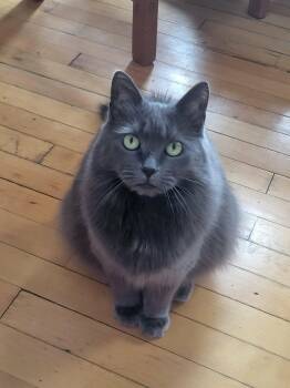 Lily (et Tattoune) -  Domestic Medium Hair Cat for Adoption in Montreal, Quebec - Lily (et Tattoune) | PetCurious