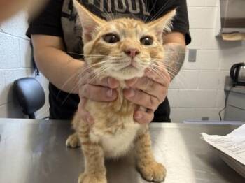McScreamy -  Domestic Short Hair Cat for Adoption in Sevierville, Tennessee - McScreamy | PetCurious