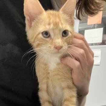 Melon -  Domestic Short Hair Cat for Adoption in Oneonta, New York - Melon | PetCurious
