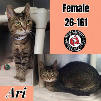 Domestic Short Hair Cats Available for Adoption - Ari | PetCurious