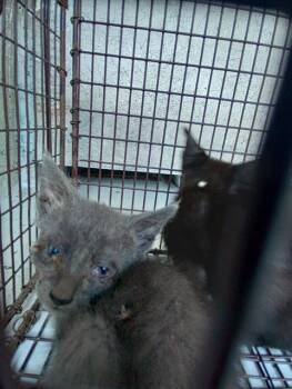 A2477546 -  Domestic Short Hair Cat for Adoption in Fort Lauderdale, Florida - A2477546 | PetCurious