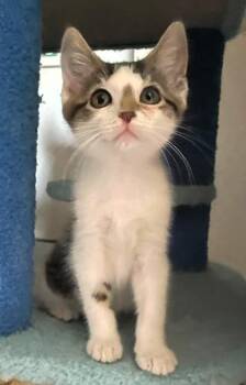 Stroopwafel -  Domestic Short Hair Cat for Adoption in Kansas City, Missouri - Stroopwafel | PetCurious