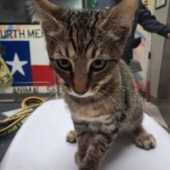Chirp -  Domestic Short Hair Cat for Adoption in Lufkin, Texas - Chirp | PetCurious