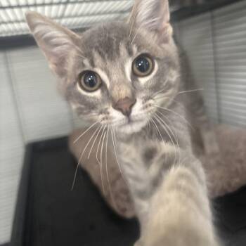 Jimby -  Domestic Short Hair Cat for Adoption in Dallas, Texas - Jimby | PetCurious