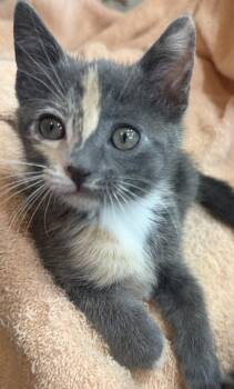 Peppermint-Patty Peanuts -  Dilute Tortoiseshell and Domestic Short Hair Cat for Adoption in Chandler, Arizona - Peppermint-Patty Peanuts | PetCurious