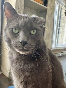 Teddy -  Domestic Short Hair Cat for Adoption in Montreal, Quebec - Teddy | PetCurious
