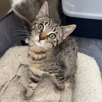 Rescue Domestic Short Hair Cats for Adoption in Glendora, California - Tabby J | PetCurious