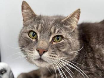 Domestic Short Hair Cats Available for Adoption in Portland, Oregon - Fred | PetCurious