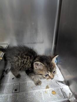 Rescue Domestic Short Hair Cats for Adoption in Evansville, Indiana - Fluffy | PetCurious