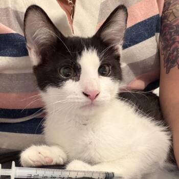 Toulouse -  Domestic Short Hair Cat for Adoption in Grantsville, Utah - Toulouse | PetCurious