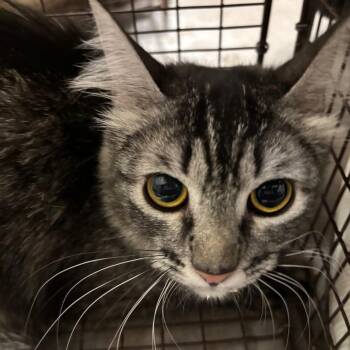 Pretty Face -  Domestic Short Hair Cat for Adoption in Yuma, Arizona - Pretty Face | PetCurious