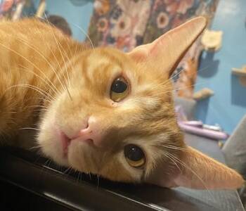 Rescue Tabby and Domestic Short Hair Cats for Adoption in North Highlands, California - (CP) Geralt | PetCurious