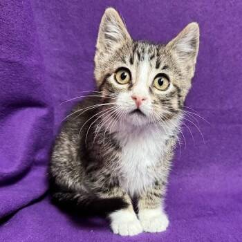 Winnie -  Domestic Short Hair Cat for Adoption in Waterloo, Iowa - Winnie | PetCurious