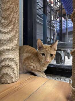 Rescue Domestic Short Hair Cats for Adoption in Chandler, Arizona - Mongoose Dan Dan | PetCurious