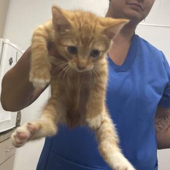 Larry -  Domestic Short Hair Cat for Adoption in Dickinson, Texas - Larry | PetCurious