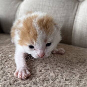 Rescue Tabby and Domestic Short Hair Cats for Adoption - Perry | PetCurious