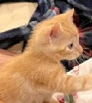 Winston -  American Shorthair Cat for Adoption in Lafayette, Louisiana - Winston | PetCurious