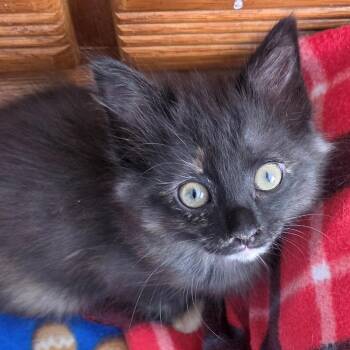 Domestic Medium Hair Cats Available for Adoption in South Elgin, Illinois - Loretta | PetCurious