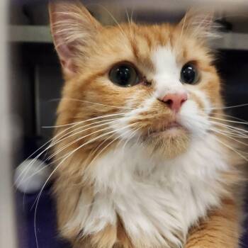Ron -  Domestic Long Hair Cat for Adoption in Liberty, Missouri - Ron | PetCurious