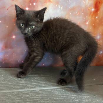Willie -  Domestic Short Hair Cat for Adoption in Asheville, North Carolina - Willie | PetCurious