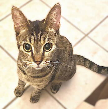 Rescue Tabby Cats for Adoption in Fort Myers, Florida - Trouble | PetCurious