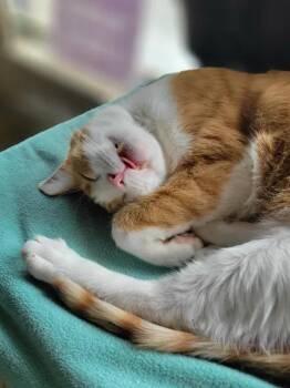 DANNY -  Domestic Short Hair Cat Available for Adoption in Sierra Vista, Arizona - DANNY | PetCurious