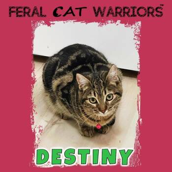 Domestic Short Hair Cats Available for Adoption - Destiny | PetCurious