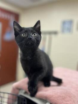 TURKEY -  Domestic Short Hair Cat for Adoption in Aliquippa, Pennsylvania - TURKEY | PetCurious