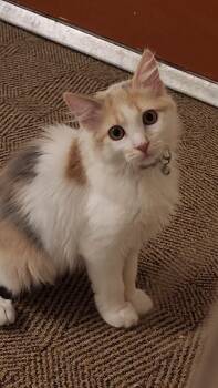 Rescue Dilute Calico Cats for Adoption in Cottonwood Heights, Utah - Pudding Pop | PetCurious