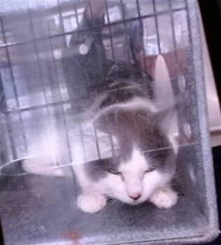 Domestic Short Hair Cats Available for Adoption in Albuquerque, New Mexico - RALPH | PetCurious