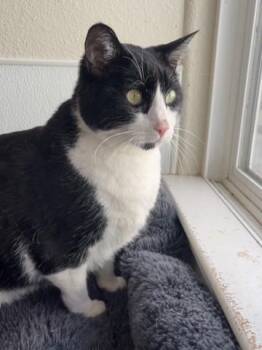 Essek -  Domestic Short Hair Cat for Adoption in Hollister, California - Essek | PetCurious