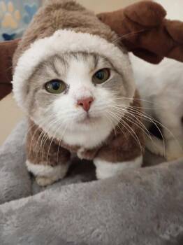 Verruca Salt -  Domestic Short Hair Cat for Adoption in Cromwell, Kentucky - Verruca Salt | PetCurious